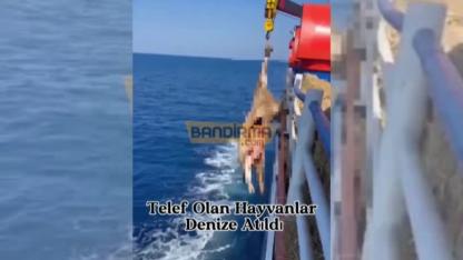 Telef Olan Hayvanlar Denize Atıldı
