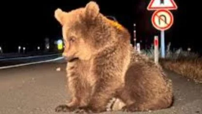 Türkiye’nin “üzgün ayı”sı iyileşti, yuvasına döndü