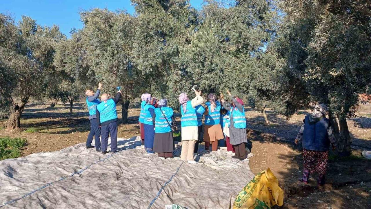 Yatağan’da Zeytin Hasadı İçin Bereket Duası Yapıldı