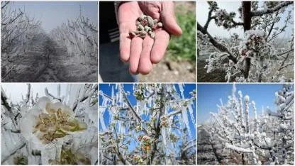 Zirai Don Desteği Bugün Hesaplarda