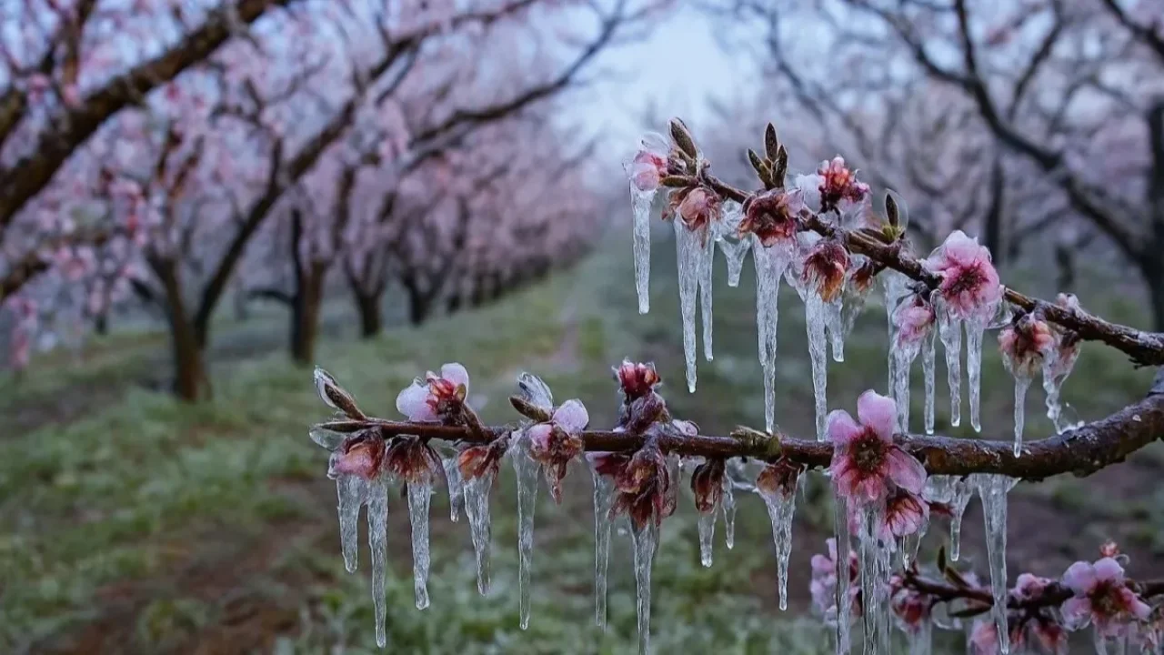 Adana’da Zirai Don Alarmı