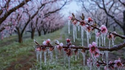 Adana’da Zirai Don Alarmı