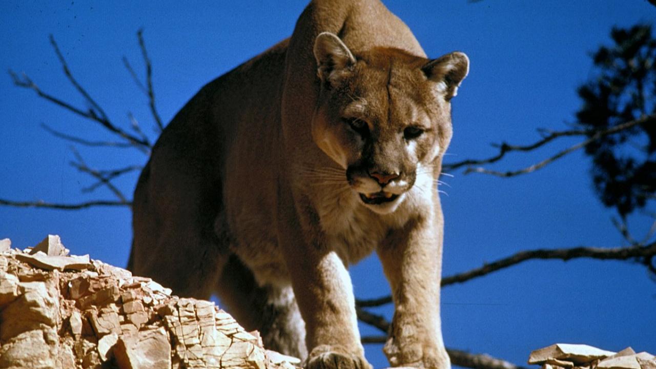 Amerika'da Yürüyüşe Çıkan Kadın Puma Saldırısında Hayatını Kaybetti