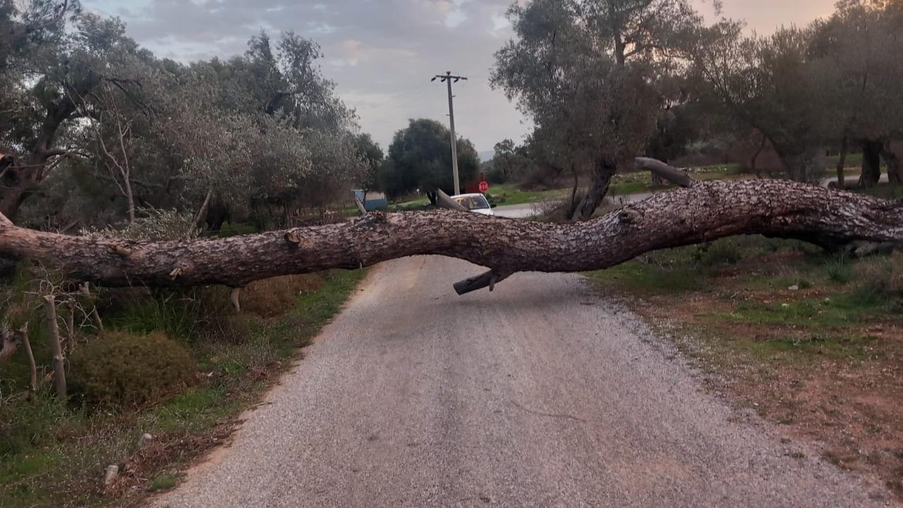 Bodrum’da fırtına ağaçları devirdi