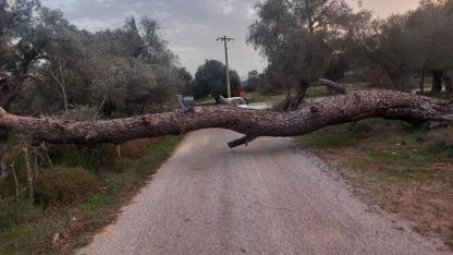 Bodrum’da fırtına ağaçları devirdi