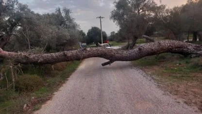 Bodrum’da fırtına ağaçları devirdi