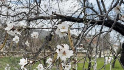 Datça’da badem ağaçları kış ortasında çiçek açtı