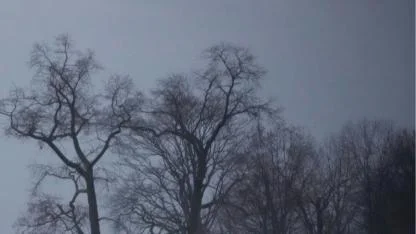 Datça'da bir kişi ağaca asılı halde ölü bulundu