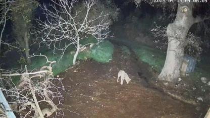 Menteşe'de kurdun saldırdığı 3 koyun telef oldu