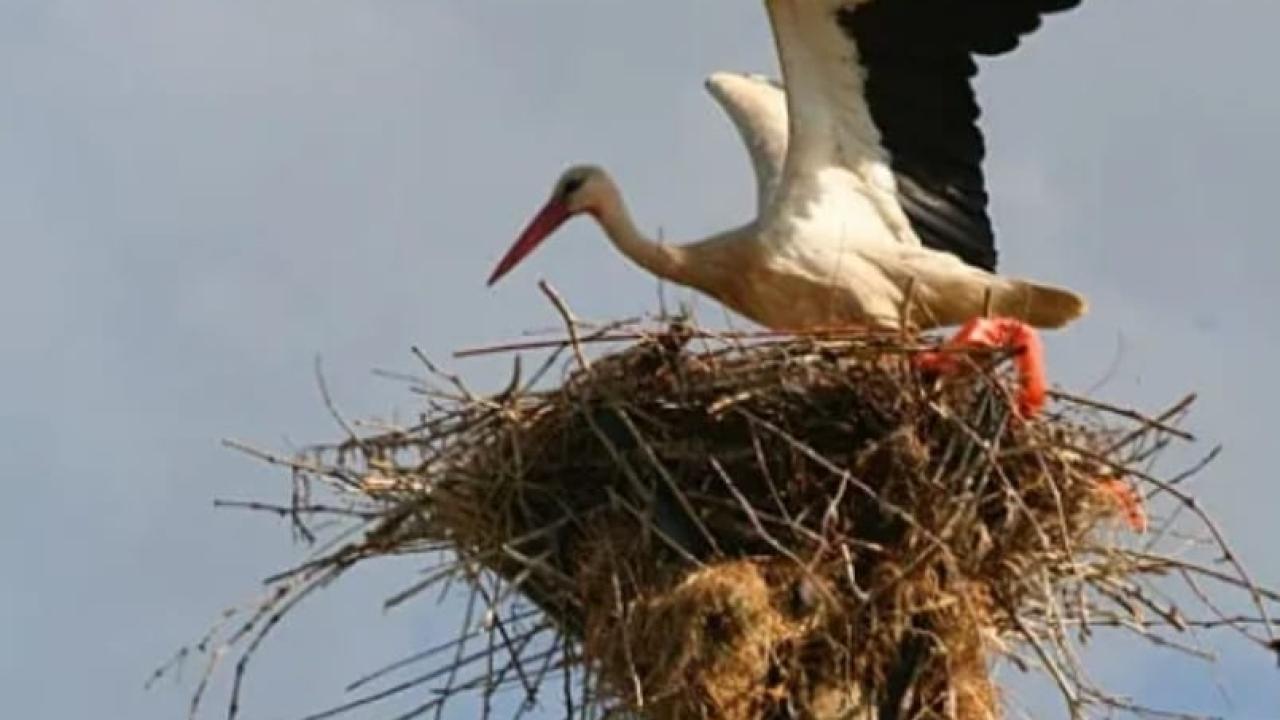 Milas'ta leylekler için güvenli yuva