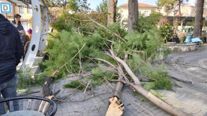 Milas'ta Otobüs Durağının Üzerine Ağaç Devrildi