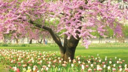 Baharın Habercisi Cemre Düşüyor: İlk Cemre 19-20 Şubat’ta Havaya