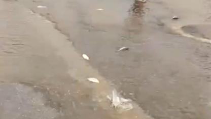 Bodrum'da sağanak baskını: Gölet taştı, asfalta balık yağdı