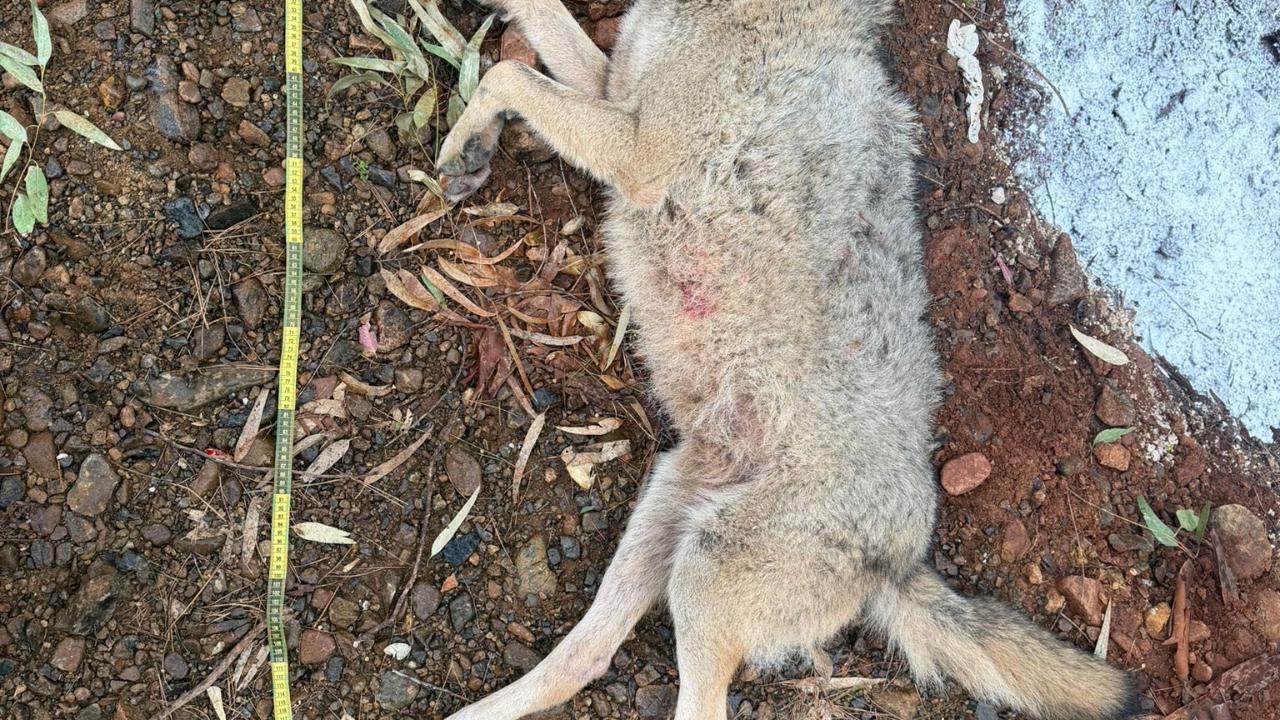 Fethiye'de aracın çarptığı kurt bilim projesine ışık tutacak