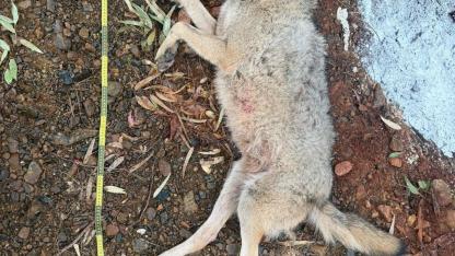 Fethiye'de aracın çarptığı kurt bilim projesine ışık tutacak