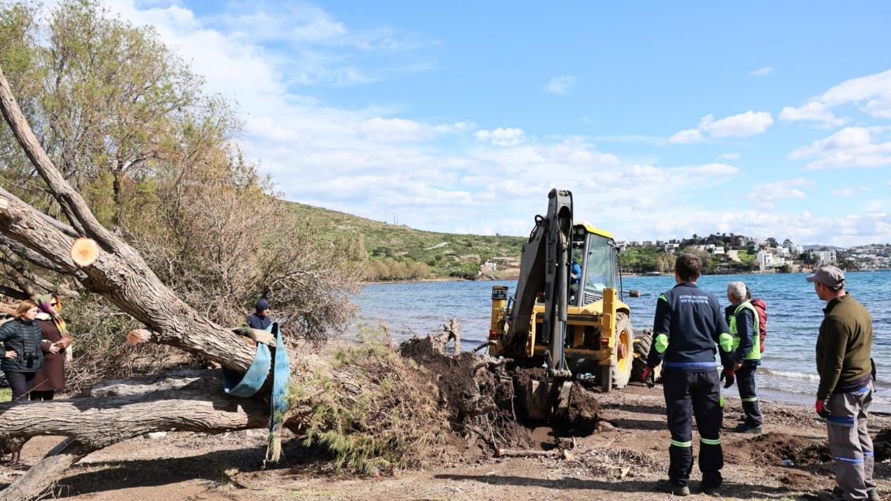 Fırtınada devrilen Ilgın ağaçları yeniden toprakla buluşuyor
