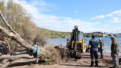 Fırtınada devrilen Ilgın ağaçları yeniden toprakla buluşuyor