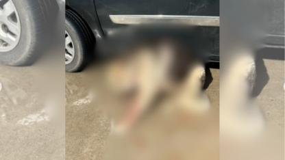 Güvercinlik’te Silah Sesleri: İki Köpek Vurularak Öldürüldü