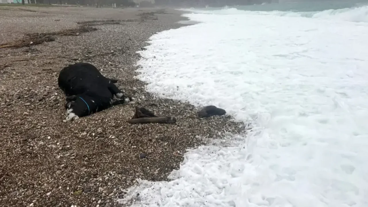 Kenti sel aldı, kıyıya dana vurdu