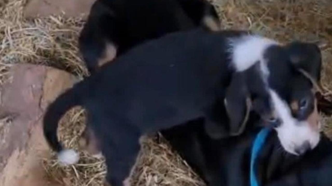 Köpeği çalınan vatandaştan hırsıza çağrı