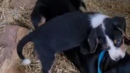 Köpeği çalınan vatandaştan hırsıza çağrı