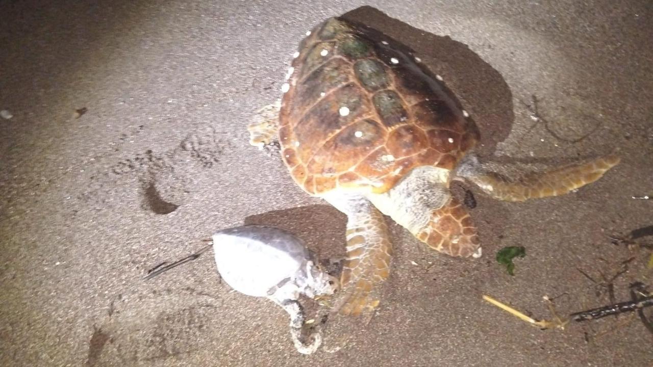 Marmaris'te 2 caretta caretta kıyıya vurdu