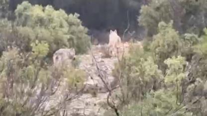 Menteşe’de kurtlar cep telefonu kamerasına yansıdı