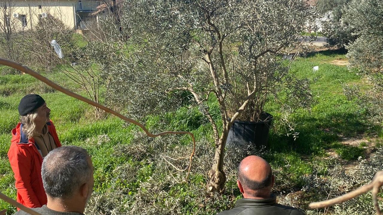 Menteşe'de zeytin ağaçları mercek altında