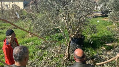 Menteşe'de zeytin ağaçları mercek altında