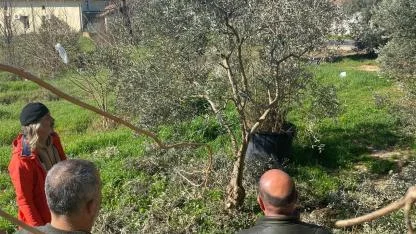 Menteşe'de zeytin ağaçları mercek altında