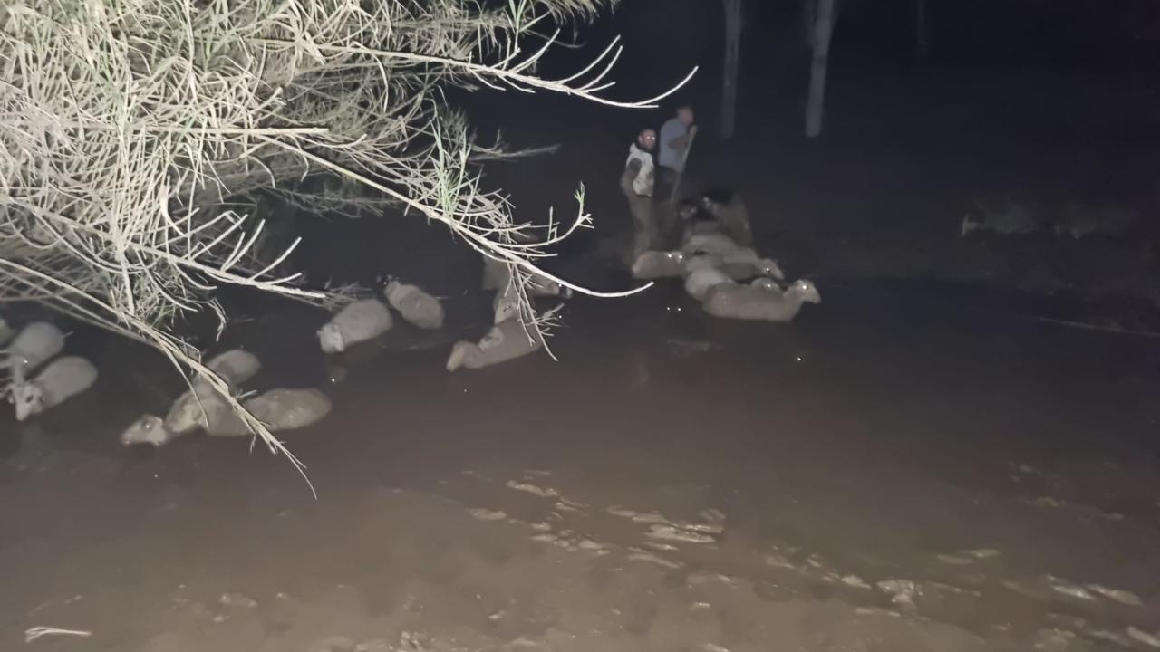 Milas’ta Koyun Kurtarma Operasyonu