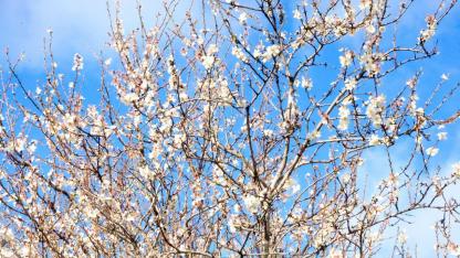 Muğla'da kış ve bahar aynı karede