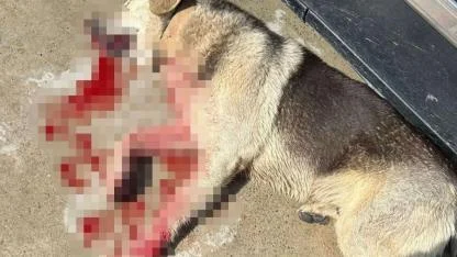 Tavuklarını yiyen köpekleri öldürünce tutuklandı