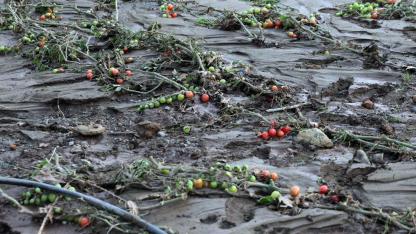 Tüm birikimlerini 1 saatte kaybettiler