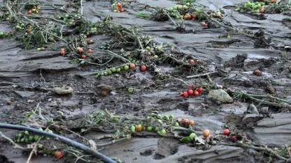 Tüm birikimlerini 1 saatte kaybettiler