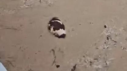 Yatağan’da inek sel sularına kapıldı