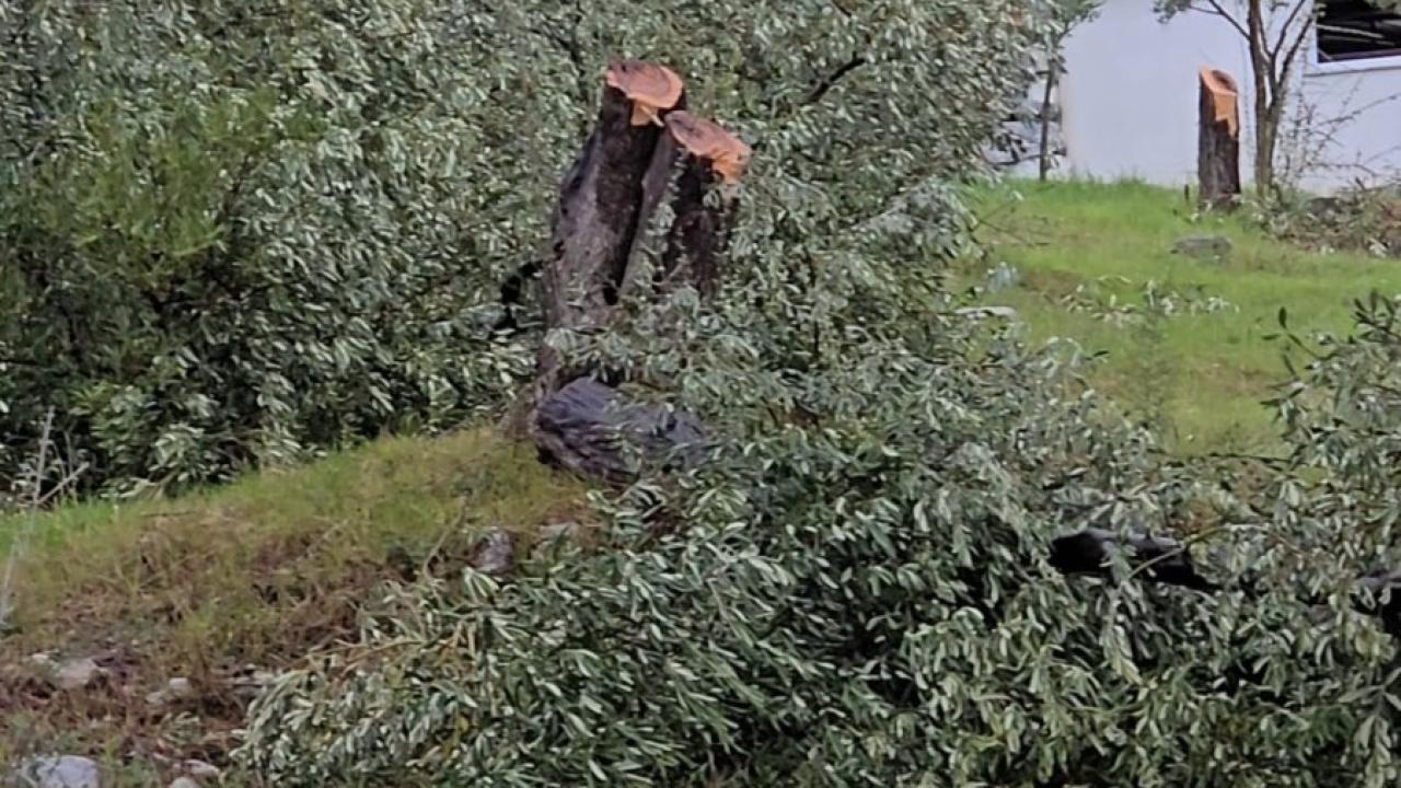 Zeytin ağaçlarını kesen ve görevinden istifa eden CHP'li başkana 36 bin 762 lira para cezası