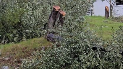 Zeytin ağaçlarını kesen ve görevinden istifa eden CHP'li başkana 36 bin 762 lira para cezası