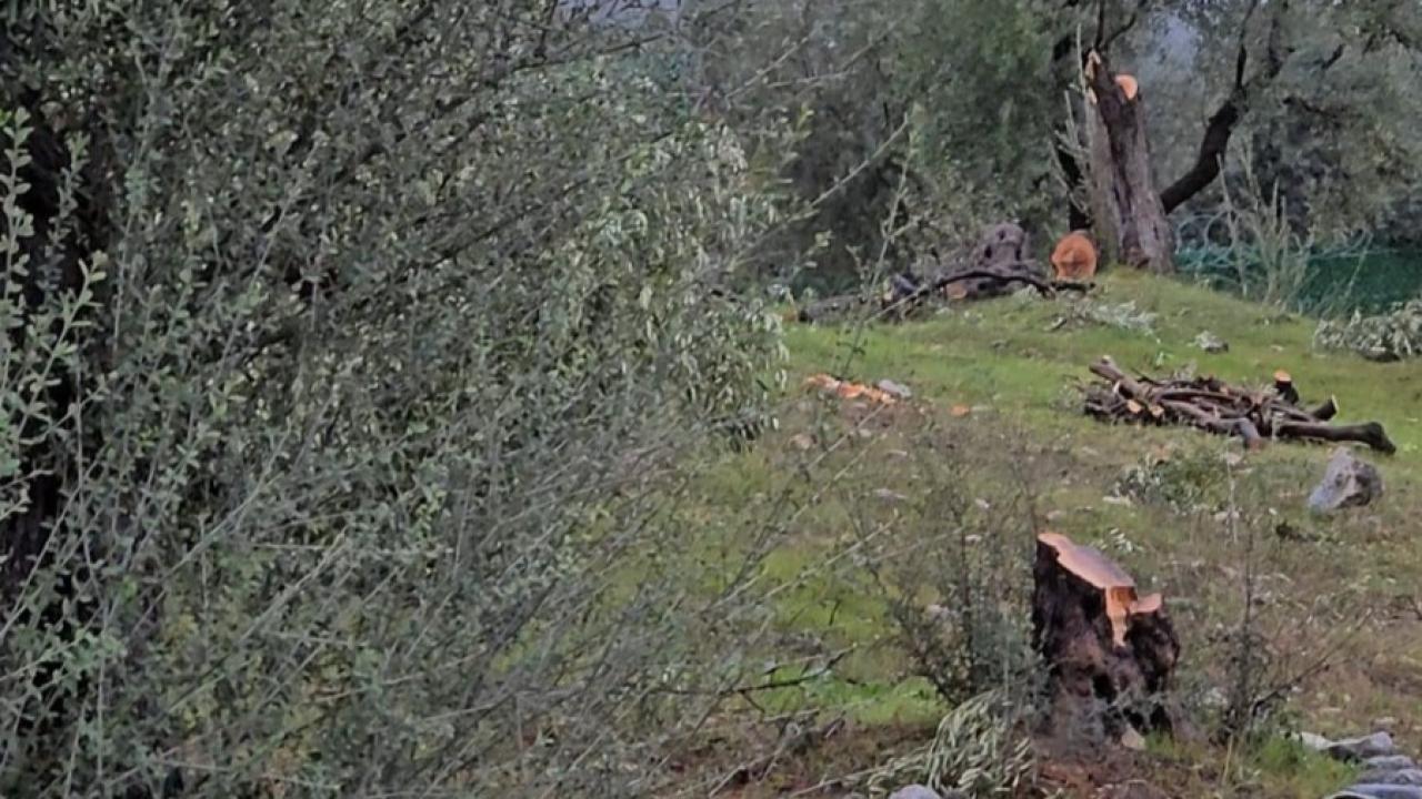 Zeytin ağaçlarını kesen ve görevinden istifa eden CHP'li başkana 36 bin 762 lira para cezası