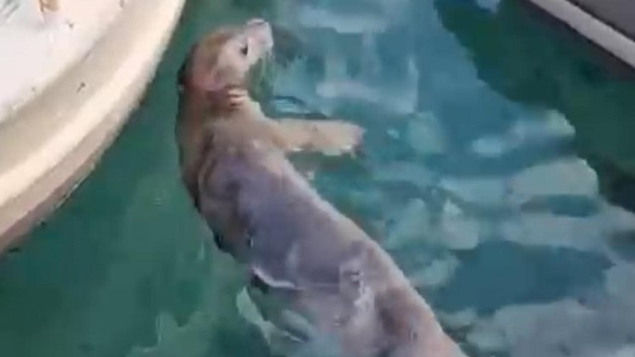 Akyarlar’da yavru Akdeniz foku ilgi odağı oldu