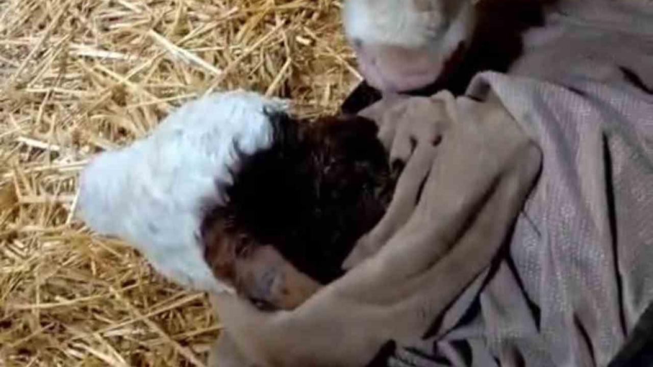 Bayram sabahı doğan buzağıyı görünce sevinçten türkü söyledi