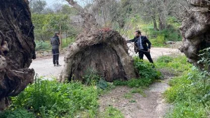 Tam 19 Metre! Görenler İnanamıyor