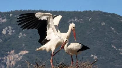 Bu da Leyleğin hırsızı