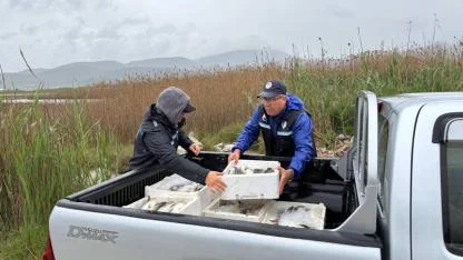 Güllük Lagünü’nde Kaçak Avcılığa Geçit Yok
