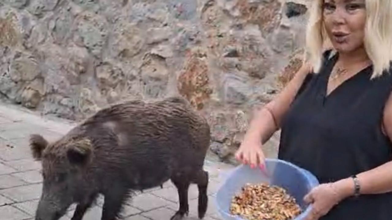 Kapısına Gelen Domuzu Elleriyle Besledi! Safiye Soyman’ın O Anları Gündem Oldu