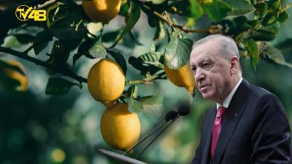 Limon Fiyatı 100 TL’yi Aşınca Hükümetten Müdahale