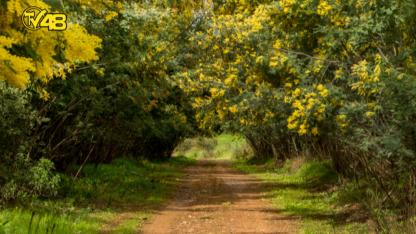 Mimoza Baharın Sarı Habercisi