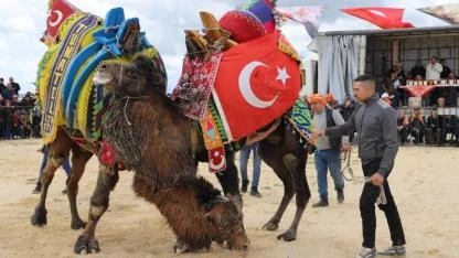 Saruhanlı’da Deve Güreşleri Coşkusu