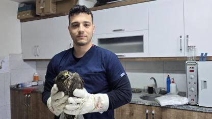 Seydikemer’de yaralı şahin tedavi altına alındı