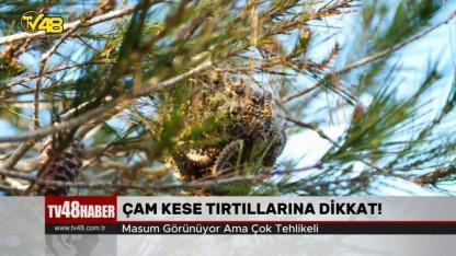 ÇAM KESE TIRTILLARINA DİKKAT!